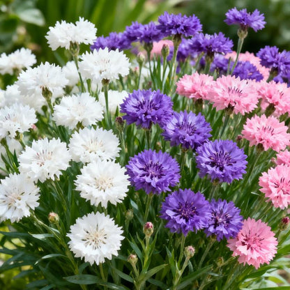 200 Cornflower Seeds - Effortless Blooms for Charming Rustic & Pollinator Gardens!