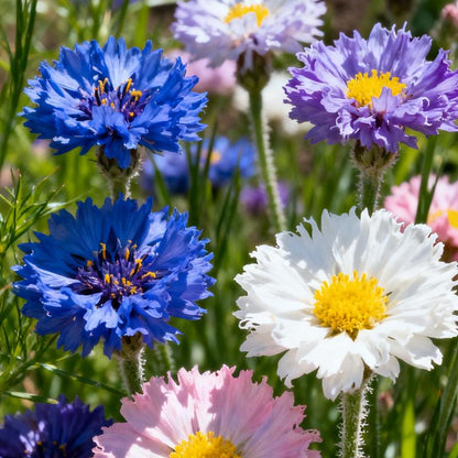 200 Cornflower Seeds - Effortless Blooms for Charming Rustic & Pollinator Gardens!