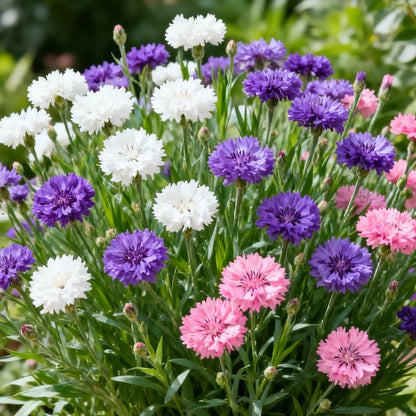 200 Cornflower Seeds - Effortless Blooms for Charming Rustic & Pollinator Gardens!
